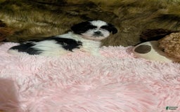 Shih Tzu dogs for sale: Tiny Jewel - Image 5
