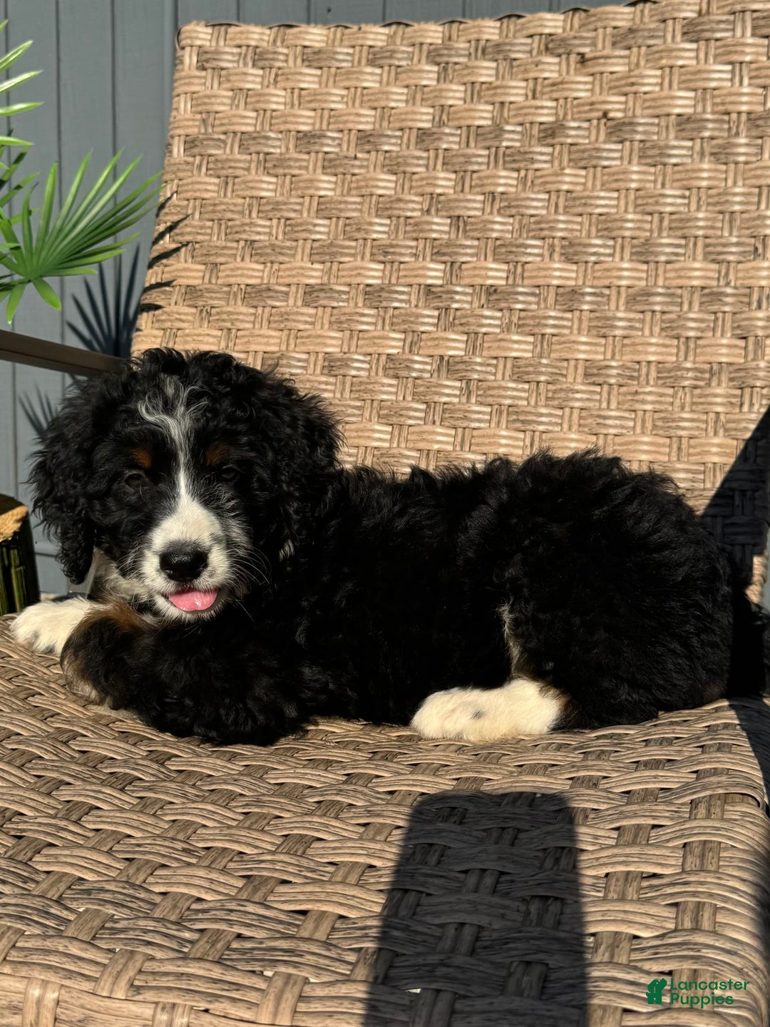 Bernedoodle dogs for sale: Maggie - Image 8