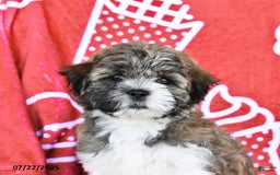 Teddy Bear dogs for sale: Helen - Image 1