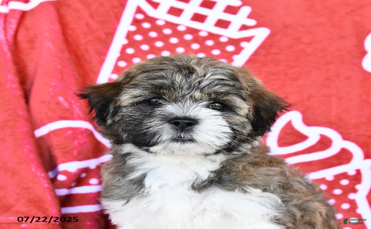 Teddy Bear dogs for sale - Ad 4
