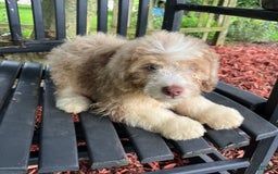 Mini Aussiedoodle dogs for sale: Sunny - Image 26