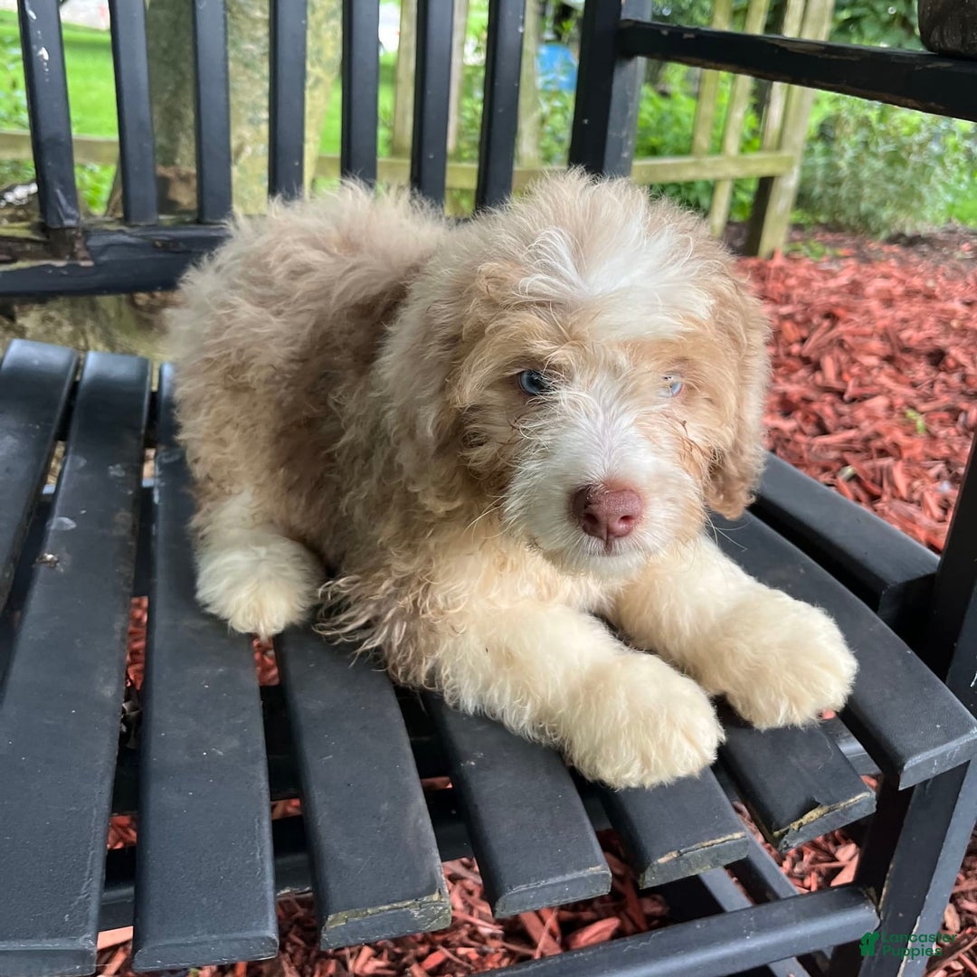 Mini Aussiedoodle dogs for sale: Sunny - Image 26