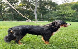Bernese Mountain Dog dogs for stud: Theo - Image 2