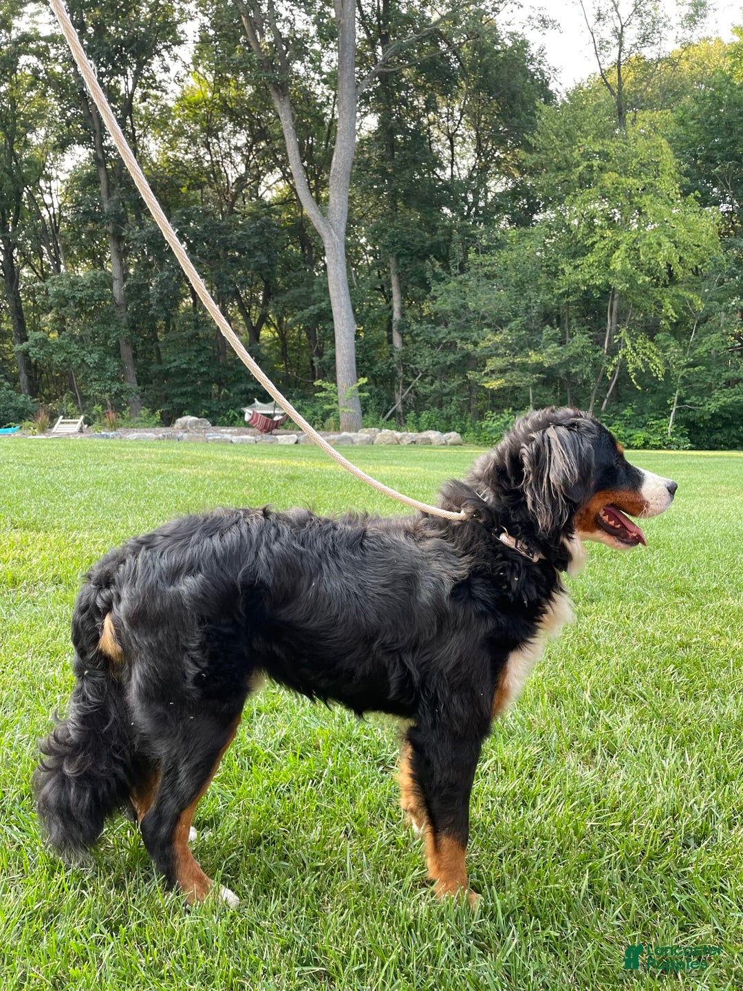 Bernese Mountain Dog dogs for stud: Theo - Image 2