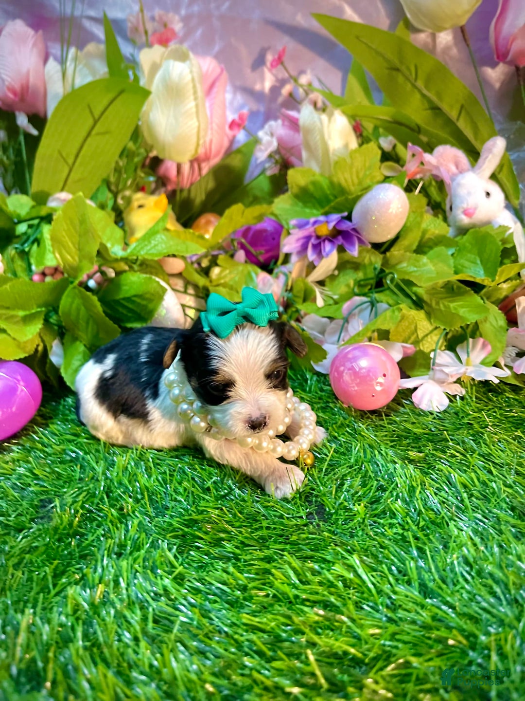 Yorkshire Terrier dogs for sale: Patrick Starr - Image 7