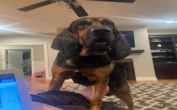 Bloodhound dogs for sale: Prissy - Image 3