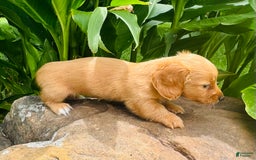 Miniature Dachshund dogs for sale: Gabby Long Haired - Image 9