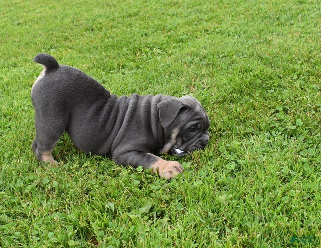 Olde English Bulldogge dogs for sale: Ripples - Image 1
