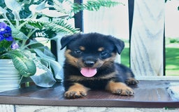 Rottweiler dogs for sale: Parker - Image 5