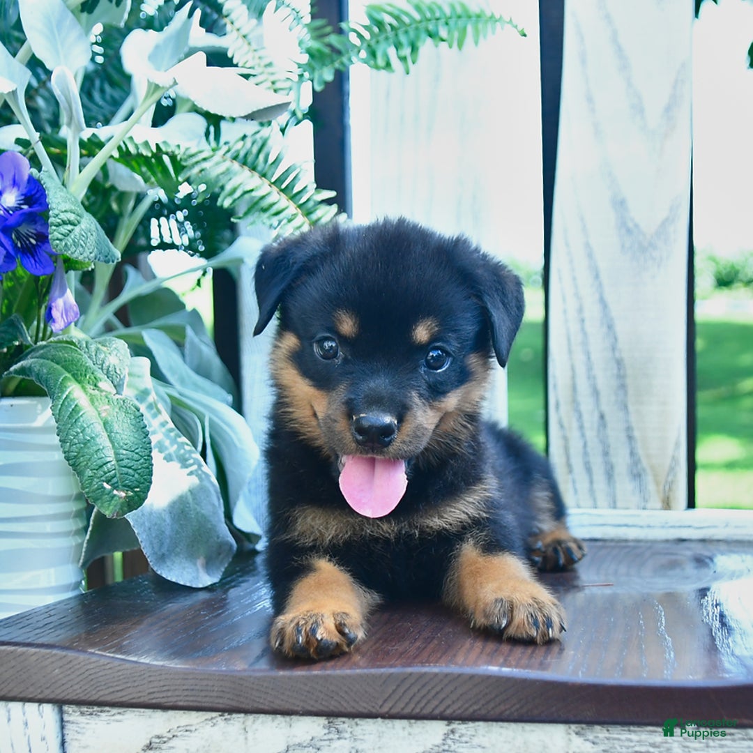 Rottweiler dogs for sale: Parker - Image 5