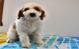 Mini Goldendoodle dogs for sale: Dallas - Image 23