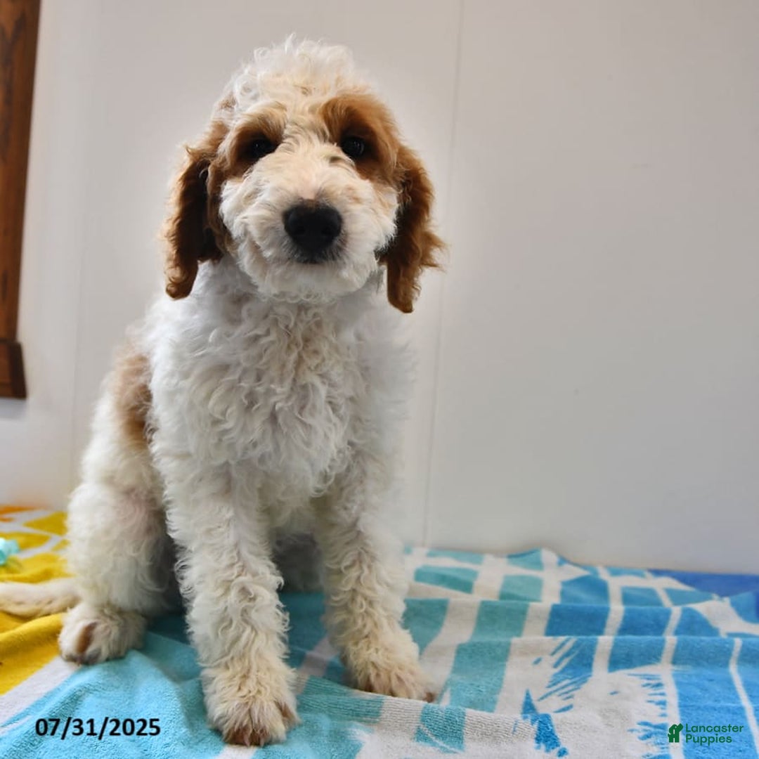 Mini Goldendoodle dogs for sale: Dallas - Image 23
