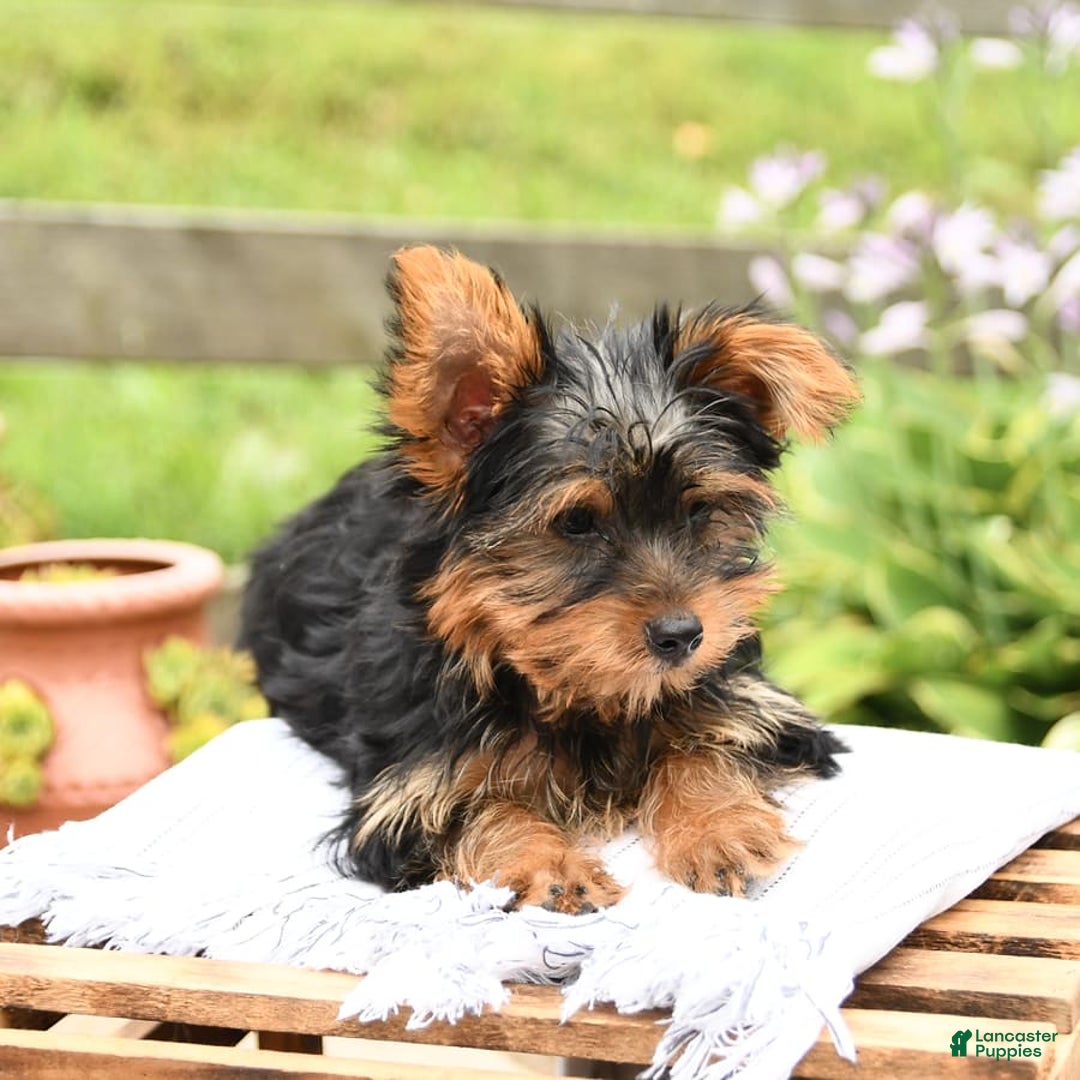 Yorkshire Terrier dogs for sale: Checkers - Image 10