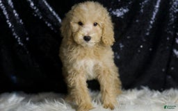 Mini Goldendoodle dogs for sale: Chevy - Image 4
