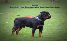 Rottweiler dogs for sale: Cole - Image 12