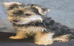 Yorkiepoo dogs for sale: Larry - Image 4