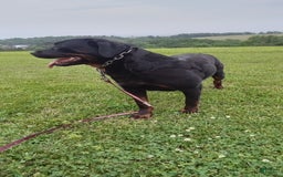 Rottweiler dogs for sale: Penny - Image 6