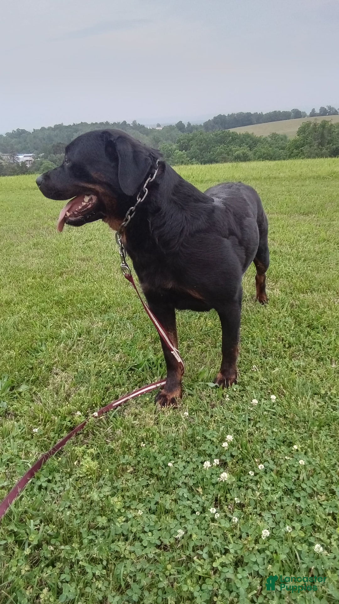 Rottweiler dogs for sale: Penny - Image 6
