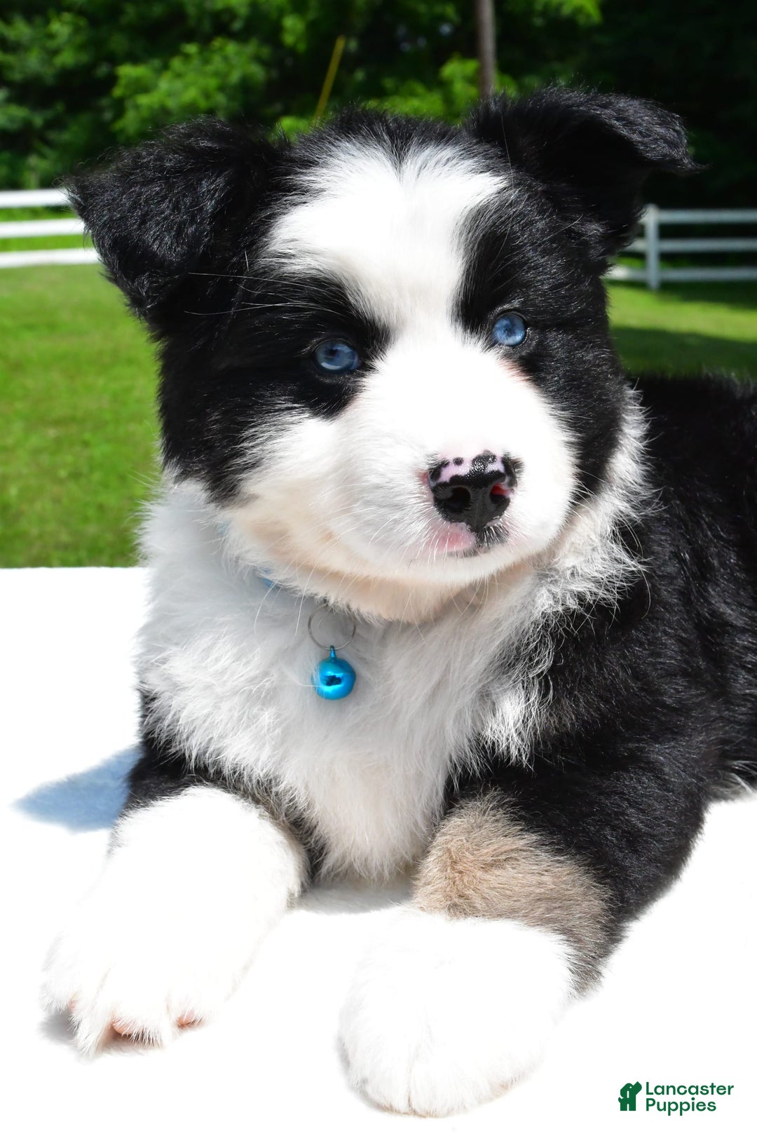 Miniature Australian Shepherd dogs for sale: Jean - Image 3