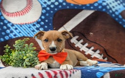 Jack Russell Terrier dogs for sale: Marco - Image 3