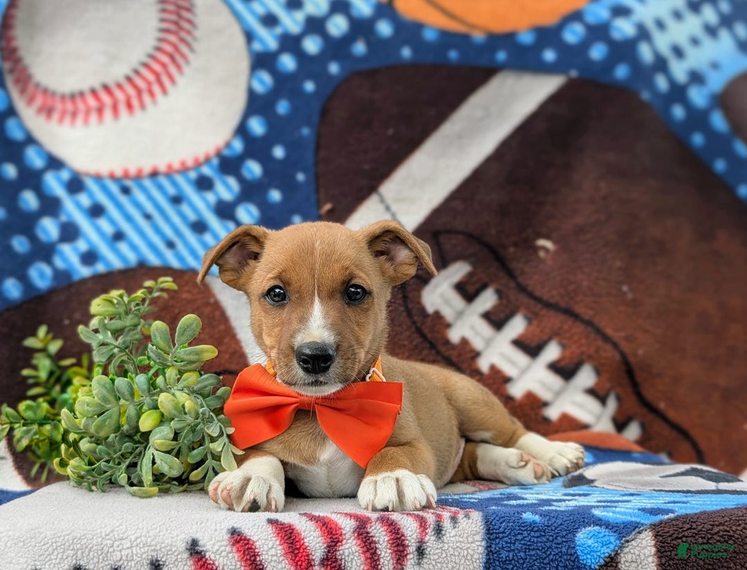 Jack Russell Terrier dogs for sale: Marco - Image 3