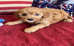 Cavapoo dogs for sale: Amos - Image 2