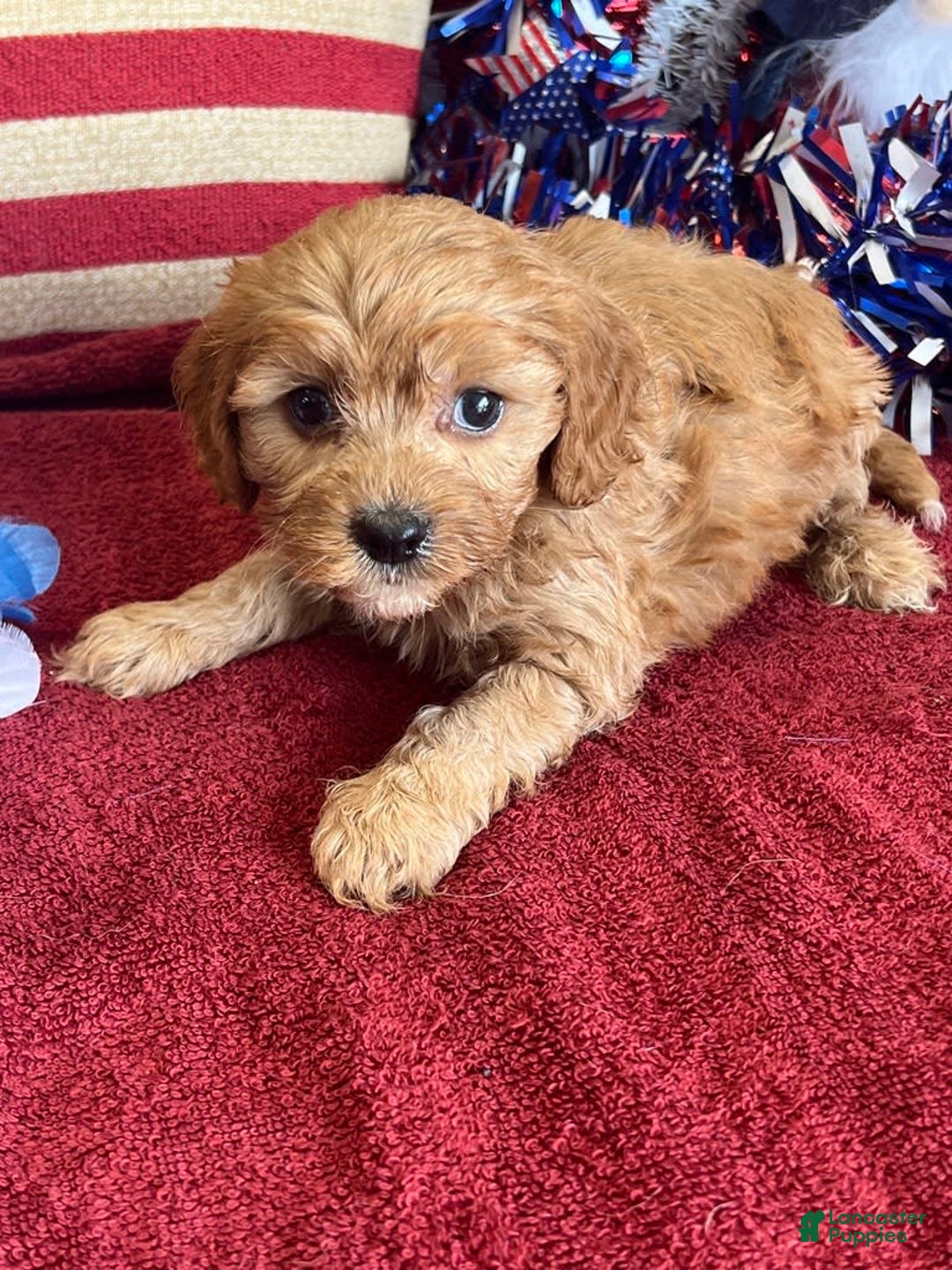 Cavapoo dogs for sale: Amos - Image 2