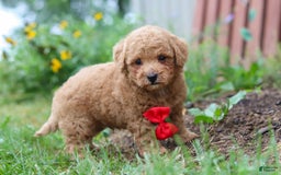 Maltipoo dogs for sale: Shiloh - Image 3