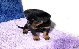 Rottweiler dogs for sale: Angeline - Image 9