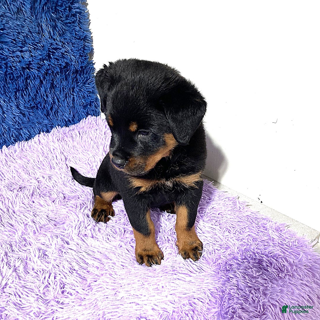 Rottweiler dogs for sale: Angeline - Image 9