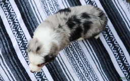 Australian Shepherd dogs for sale: Forest - Image 2