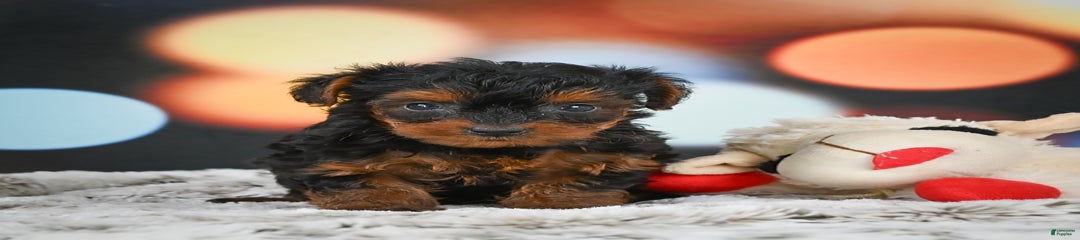 Bonnie