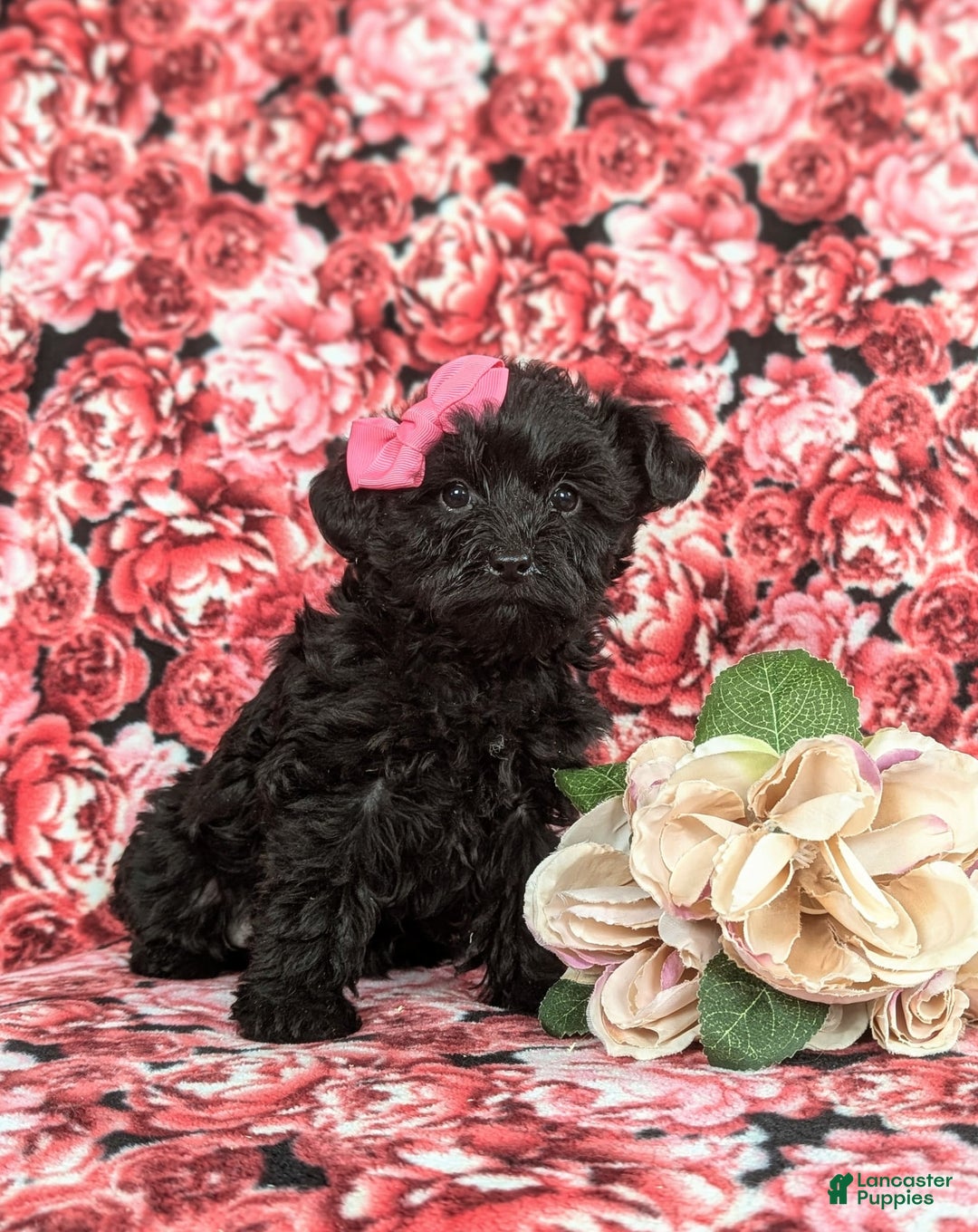 Yorkiepoo dogs for sale: Trista - Image 5