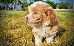 Havapoo dogs for sale: Jinga - Image 10