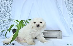 Mini Goldendoodle dogs for sale: Sophie - Image 6