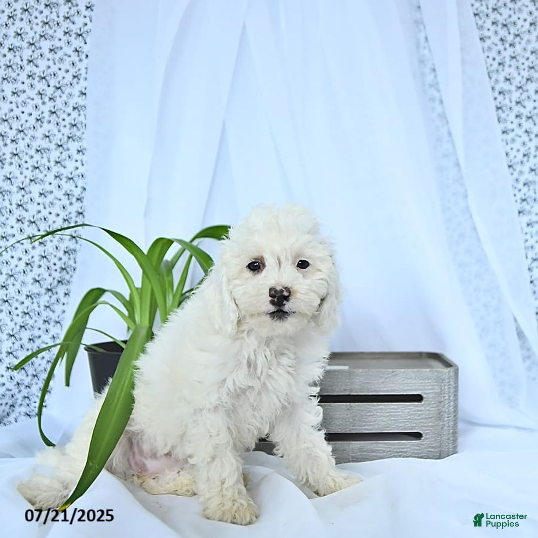 Mini Goldendoodle dogs for sale: Sophie - Image 6