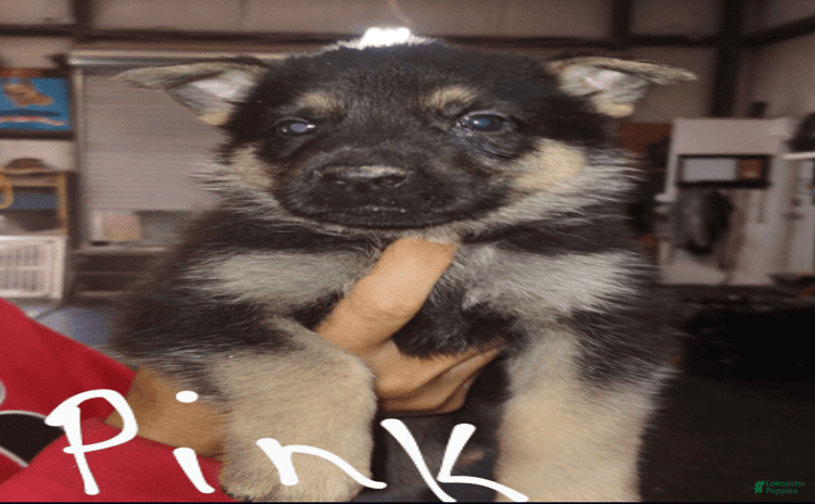 German Shepherd dogs for sale - Ad 1