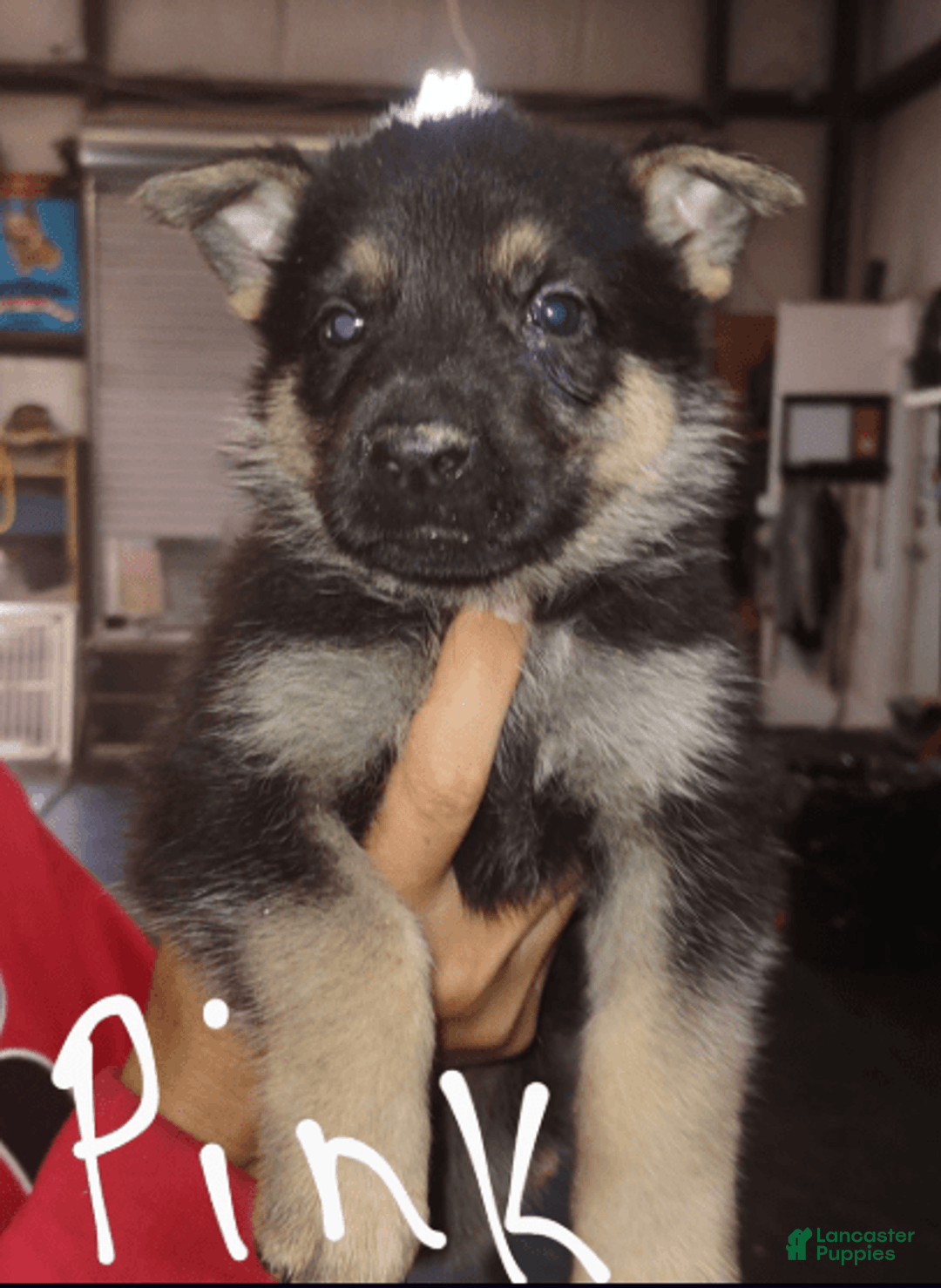 German Shepherd dogs for sale: Pink Girl - Image 1