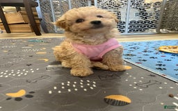 Miniature Poodle dogs for sale: Lili - Image 3