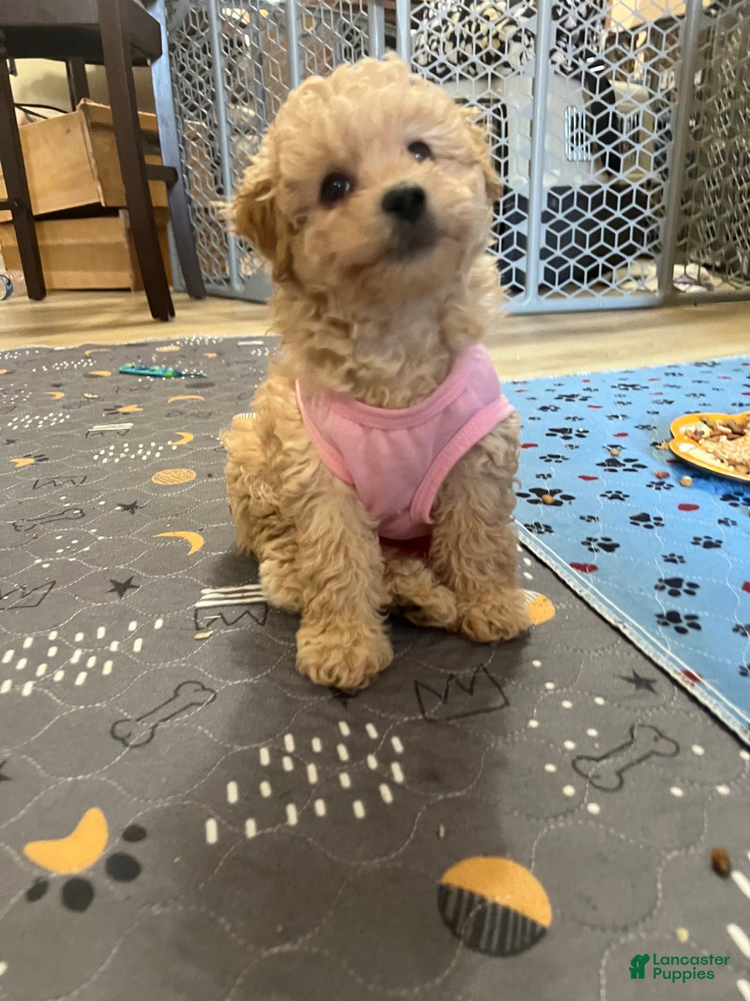 Miniature Poodle dogs for sale: Lili - Image 3