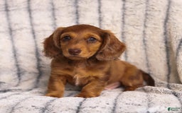 Miniature Dachshund dogs for sale: Beau - Image 4