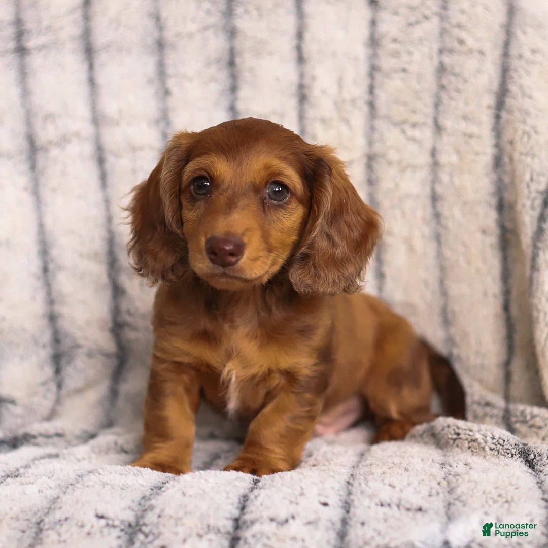Miniature Dachshund dogs for sale: Beau - Image 4