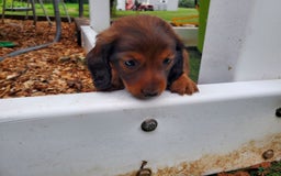 Dachshund dogs for sale: Evie - Image 2