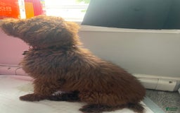 Miniature Poodle dogs for sale: Gucci - Image 2