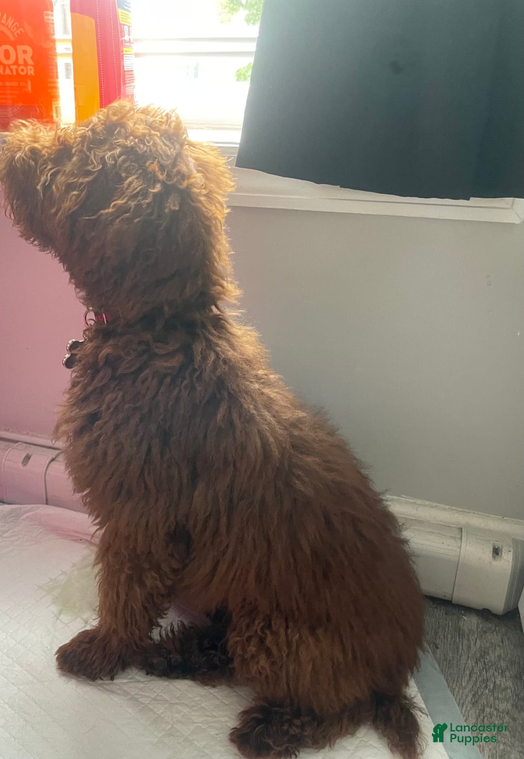 Miniature Poodle dogs for sale: Gucci - Image 2