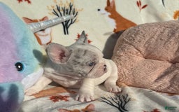 French Bulldog dogs for sale: Chris - Image 3