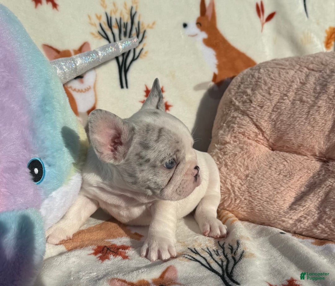 French Bulldog dogs for sale: Chris - Image 3