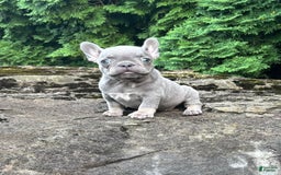 French Bulldog dogs for sale: Gia - Image 3