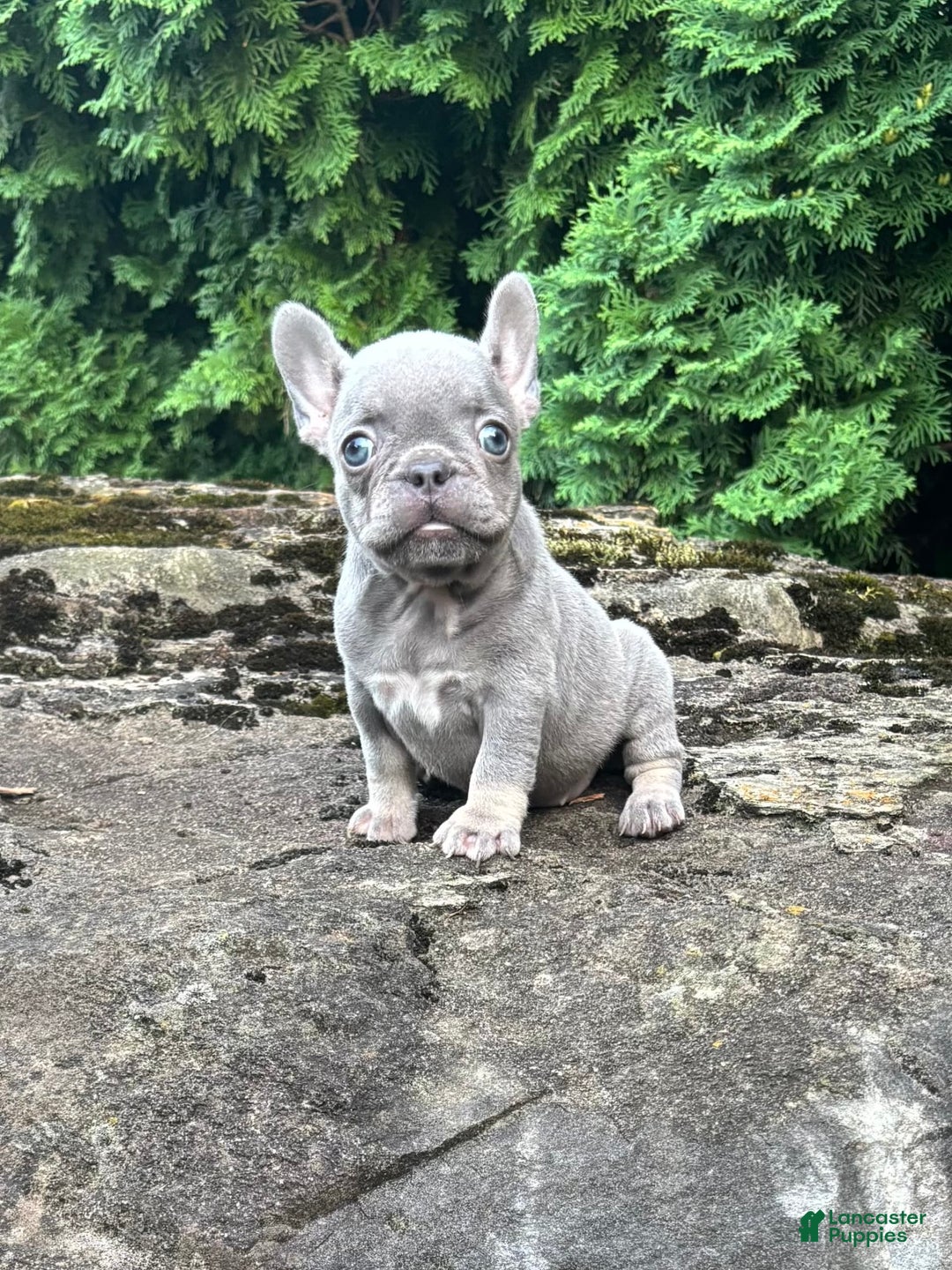 French Bulldog dogs for sale: Gia - Image 3