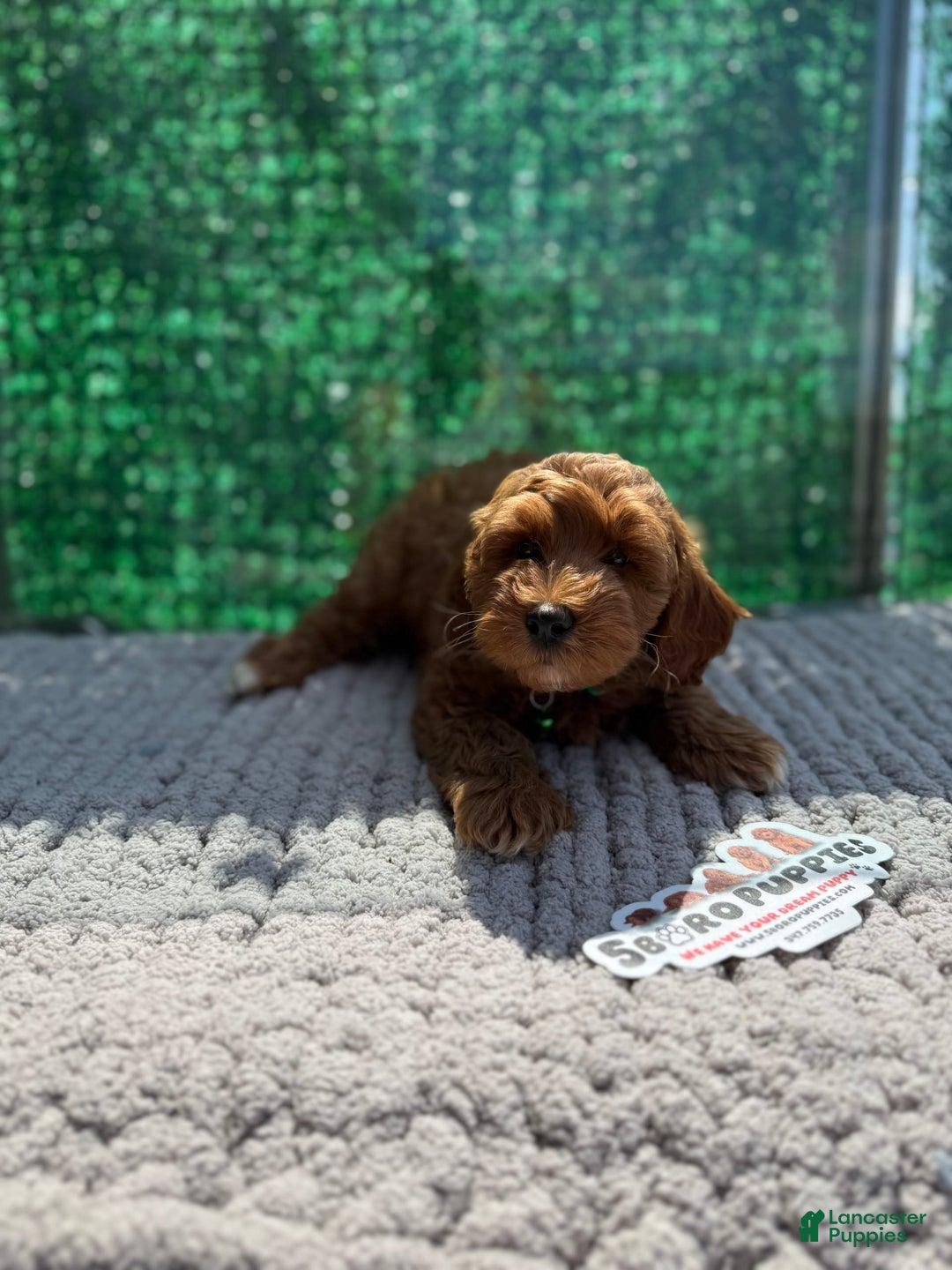 Mini Goldendoodle dogs for sale: Will - Image 3